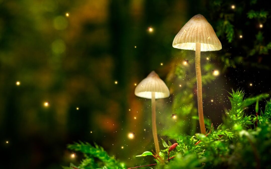 The Ultimate Guide to Buying Magic Mushrooms Online in Canada: Everything You Need to Know