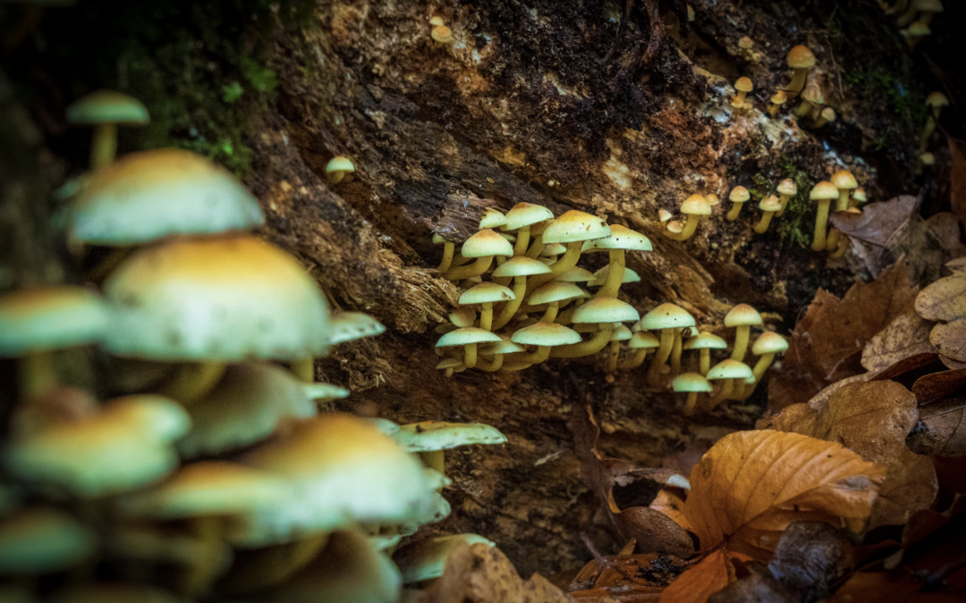Legal Status of Magic Mushrooms in Canada