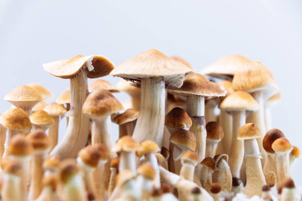 How Magic Mushrooms Can Improve Mental Wellness