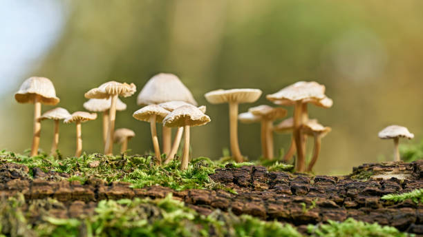 Can Magic Mushrooms Enhance Your Artistic Abilities